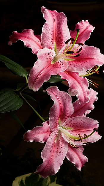 Pink Lily, Beautiful, Flower, Background HD phone wallpaper