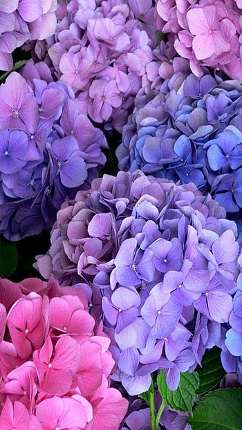 purple flower, pink flower, flower, earth, nature HD phone wallpaper