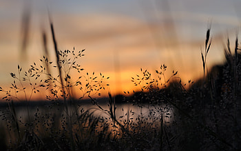 Sunrise over Grass, nature, grass, lake, sunrise HD wallpaper