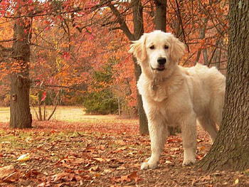 Is Autumn, a venit, se intreaba, catelul, toamna HD wallpaper