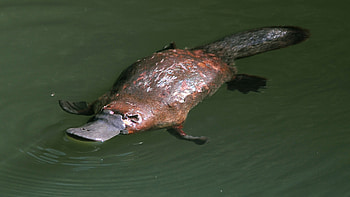 Platypus, Duck-billed creature, meta ead, Detailed graphs HD wallpaper