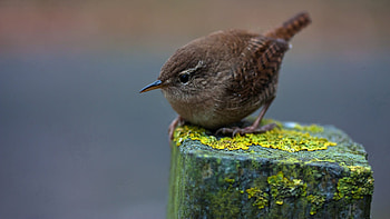 Animals, Feather, Bird, Sit, Pillar, Post, Moss, Birdie, Pikuzhka HD wallpaper
