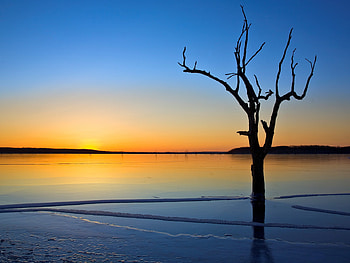 dry-tree, colors, nature, sunset, tree, beach HD wallpaper