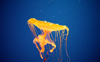 Jellyfish, aquarium, yellow, underwater HD wallpaper