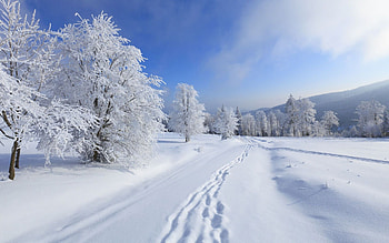 Landscape, Winter, Trees, Snow HD wallpaper