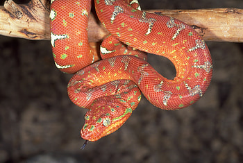 Animals, Color, Snake HD wallpaper