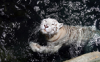 Animals, Tigers HD wallpaper