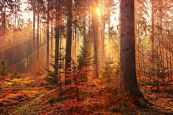Sunbeams, autumn, tree, forest HD wallpaper