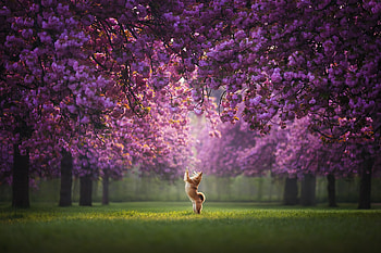 Shiba Inu in Blossom Glow – Stunning Animal, Animal, shiba inu HD wallpaper