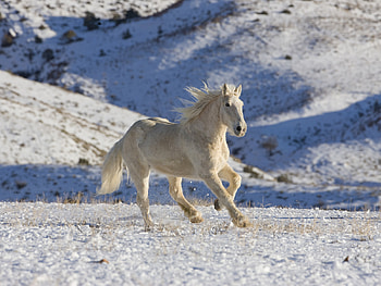 Palomino Horse, animal, horse, white, palomino HD wallpaper