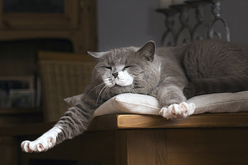 Sleeping Cat, animal, kitten, Cat, kitty HD wallpaper
