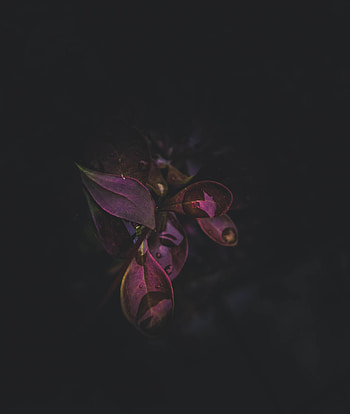 Leaves, Drops, Plant, Macro, Dark HD phone wallpaper