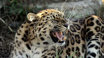 Animals, Snow Leopard, Grin, Fangs, Mustache, Moustache, Irbis HD wallpaper
