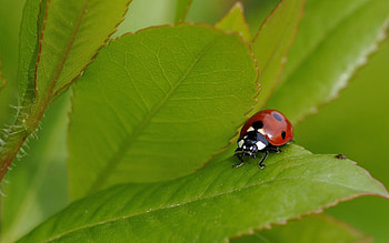 Grass, Summer, Macro, Insect, Ladybird, Ladybug HD wallpaper