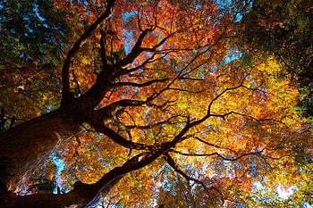 Welcome Autumn, autumn, amazing, tree, yellow HD wallpaper