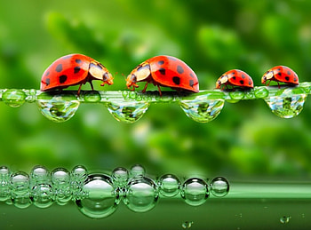 Water drops, drops, ladybugs, leaves, green HD wallpaper