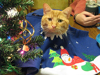 Cat with tree skirt, christmas, cat, tree skirt, feline, tree HD wallpaper