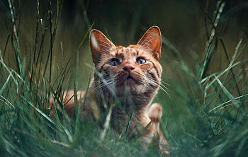 Kitten, animal, cat, purr HD wallpaper
