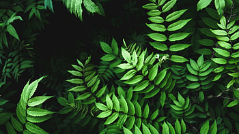 Beautiful green leaves and light, Refreshing vibes, Tranquil ambiance, Nature's harmony HD wallpaper