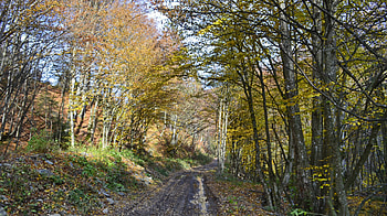 Autumn 2, path, trees, autumn, colours, forest, beauty HD wallpaper