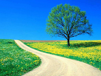 FLOWERS, trees, path HD wallpaper