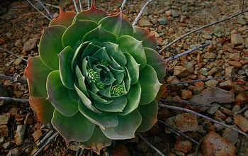 Desert Flower, desert, flower HD wallpaper