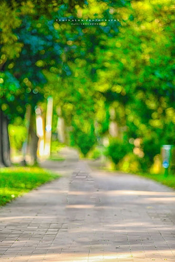 Dslr Nature Background, DSLR Blur HD phone wallpaper