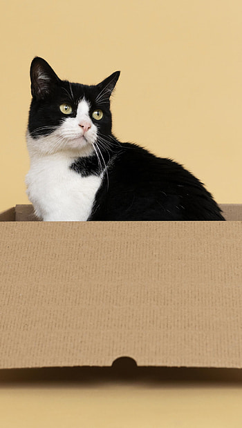 Tuxedo Cat in a Box - , Animal, cat HD phone wallpaper