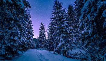 Winter, night, road though trees HD wallpaper