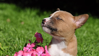 Basenji Dog, Cute puppies, Adorable dogs, Irresistible charm HD wallpaper