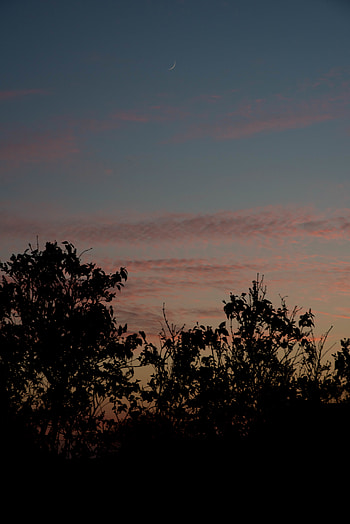 Nature, Trees, Sunset, Sky, Foliage HD phone wallpaper
