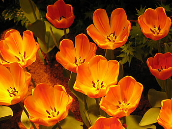 TULIPS, PETALS, LEAVES, COLORS, STEMS HD wallpaper