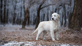 Akbash Dog, Golden Retriever, ultra , Retriever HD wallpaper