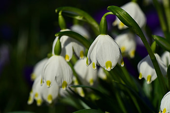 White snowdrop, flower, bloom, close up HD wallpaper