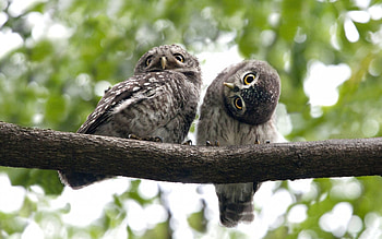 Animals, Birds, Owl HD wallpaper