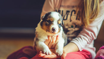 Puppy, dog, animal, cute, paw, hand, caine HD wallpaper