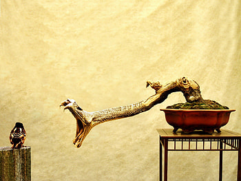 Python From Woods, grail, woods, python, monty HD wallpaper