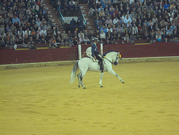 Horseback Bullfighting, spanish, andalusian, horses, tradition HD wallpaper