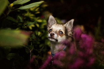 Chihuahua, Dogs' best friend, Playful companions, Cute and tiny HD wallpaper