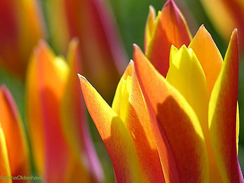 Colourful Flowers, 1, 2, 3, 4 HD wallpaper
