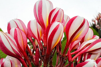 Red & white plumeria, plumeria, white, red, nature, flowers HD wallpaper