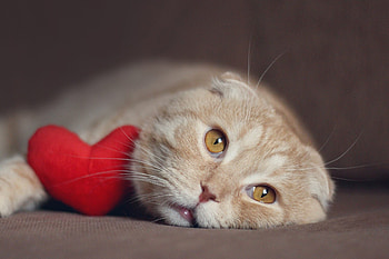 Cream, Scottish Folds HD wallpaper