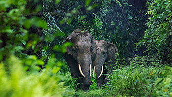 Elephants, animal, pachydrem, forest, elephant HD wallpaper