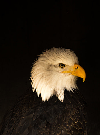 Animals, Bird, Beak, Predator, Eagle, Profile HD phone wallpaper