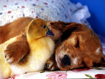 Animals, Puppy, Friends, Duckling HD wallpaper