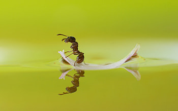 Stunning ant , Diverse ant species, Impressive designs, collection HD wallpaper
