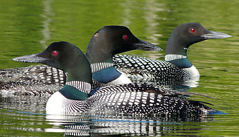 Loon , Background HD wallpaper