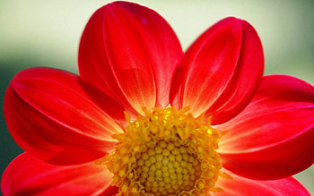 Flower, Plant, Macro, Petals HD wallpaper
