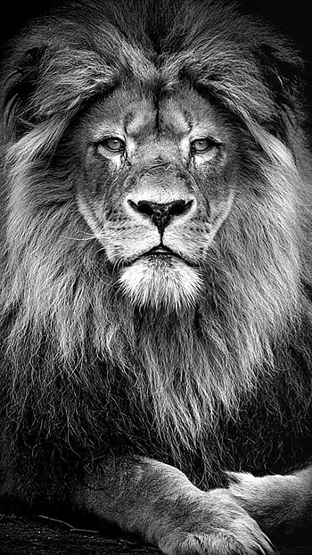 Black And White Lion Top Black And - - , White Lion HD phone wallpaper