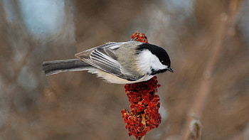 Animals, Background, Feather, Bird, Branch, Color HD wallpaper